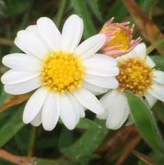 Brachyscome graminea at Mount Clear, ACT - 6 Feb 2016 08:16 PM