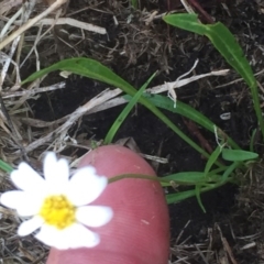 Brachyscome graminea at Mount Clear, ACT - 6 Feb 2016 08:16 PM