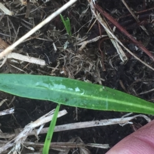 Brachyscome graminea at Mount Clear, ACT - 6 Feb 2016