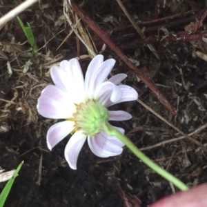 Brachyscome graminea at Mount Clear, ACT - 6 Feb 2016 08:16 PM