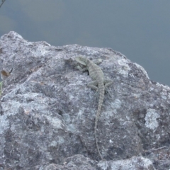 Intellagama lesueurii howittii (Gippsland Water Dragon) at Latham, ACT - 6 Feb 2016 by KShort