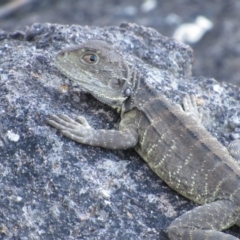 Intellagama lesueurii howittii (Gippsland Water Dragon) at Umbagong District Park - 6 Feb 2016 by KShort