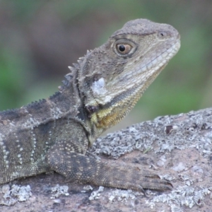 Intellagama lesueurii howittii at Latham, ACT - 6 Feb 2016 07:10 PM