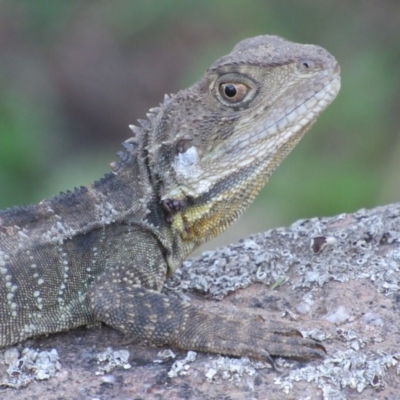 Intellagama lesueurii howittii (Gippsland Water Dragon) at Umbagong District Park - 6 Feb 2016 by KShort