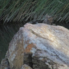 Intellagama lesueurii howittii (Gippsland Water Dragon) at Umbagong District Park - 6 Feb 2016 by KShort