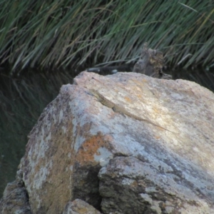 Intellagama lesueurii howittii at Latham, ACT - 6 Feb 2016 06:28 PM