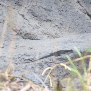 Intellagama lesueurii howittii at Latham, ACT - 6 Feb 2016 06:28 PM