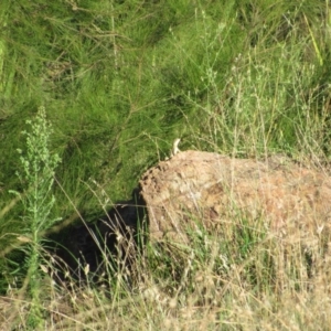 Intellagama lesueurii howittii at Latham, ACT - 6 Feb 2016 06:28 PM