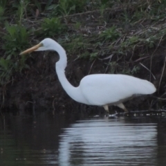 Ardea alba (Great Egret) at Bonython, ACT - 12 Oct 2015 by michaelb