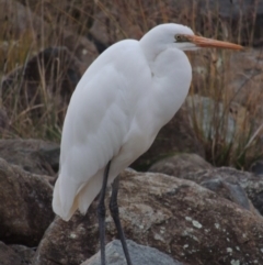 Ardea alba (Great Egret) at Bonython, ACT - 26 May 2015 by MichaelBedingfield