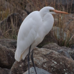 Ardea alba at Bonython, ACT - 26 May 2015 06:32 PM