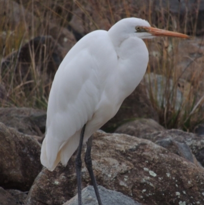 Ardea alba (Great Egret) at Bonython, ACT - 26 May 2015 by MichaelBedingfield