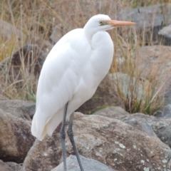 Ardea alba at Bonython, ACT - 26 May 2015 06:32 PM