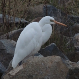 Ardea alba at Bonython, ACT - 26 May 2015 06:32 PM