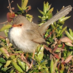 Malurus cyaneus (Superb Fairywren) at Conder, ACT - 22 Sep 2014 by michaelb