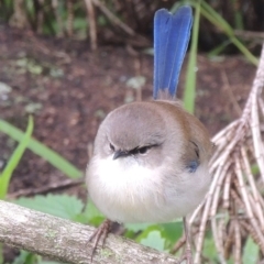 Malurus cyaneus (Superb Fairywren) at Paddys River, ACT - 9 Oct 2015 by michaelb