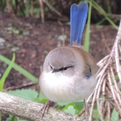 Malurus cyaneus (Superb Fairywren) at Paddys River, ACT - 9 Oct 2015 by michaelb