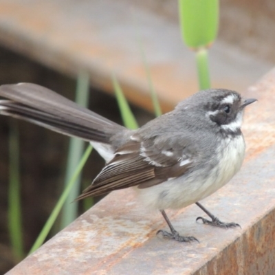 Rhipidura albiscapa (Grey Fantail) at Jerrabomberra Wetlands - 10 Oct 2014 by michaelb