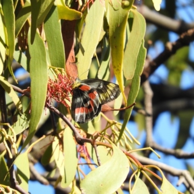 Delias harpalyce (Imperial Jezebel) at Wanniassa Hill - 6 Feb 2016 by RyuCallaway