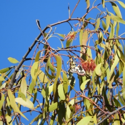 Delias aganippe (Spotted Jezebel) at Wanniassa Hill - 6 Feb 2016 by RyuCallaway