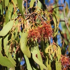 Amyema miquelii (Box Mistletoe) at Fadden, ACT - 7 Feb 2016 by ArcherCallaway