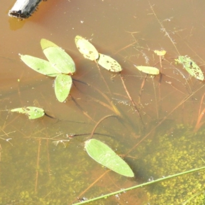 Ottelia ovalifolia subsp. ovalifolia (Swamp Lily) at Wanniassa Hill - 7 Feb 2016 by ArcherCallaway