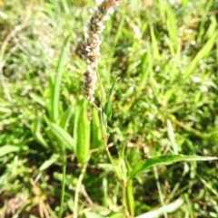 Persicaria lapathifolia (Pale Knotweed) at Wanniassa Hill - 7 Feb 2016 by ArcherCallaway