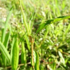 Persicaria lapathifolia at Wanniassa Hill - 7 Feb 2016 09:04 AM