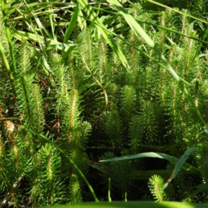 Myriophyllum simulans at Wanniassa Hill - 7 Feb 2016 09:10 AM