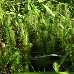 Myriophyllum simulans at Wanniassa Hill - 7 Feb 2016