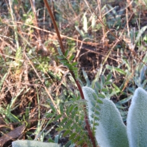 Acaena x ovina at Wanniassa Hill - 7 Feb 2016 09:13 AM