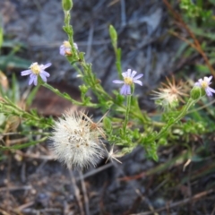 Vittadinia cuneata var. cuneata (Fuzzy New Holland Daisy) at Wanniassa Hill - 6 Feb 2016 by RyuCallaway