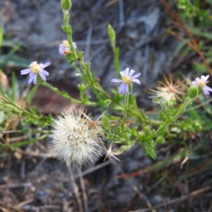 Vittadinia cuneata var. cuneata at Wanniassa Hill - 7 Feb 2016