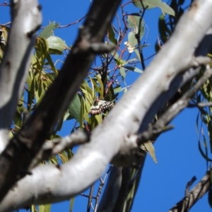 Delias aganippe at Wanniassa Hill - 7 Feb 2016