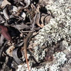 Ctenotus taeniolatus (Copper-tailed Skink) at Wanniassa Hill - 6 Feb 2016 by ArcherCallaway