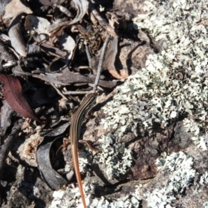 Ctenotus taeniolatus at Wanniassa Hill - 7 Feb 2016