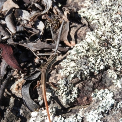 Ctenotus taeniolatus (Copper-tailed Skink) at Wanniassa Hill - 6 Feb 2016 by ArcherCallaway