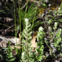 Cheilanthes distans (Bristly Cloak Fern) at Wanniassa Hill - 7 Feb 2016 by ArcherCallaway