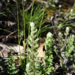 Cheilanthes distans (Bristly cloak fern) at Wanniassa Hill - 6 Feb 2016 by RyuCallaway