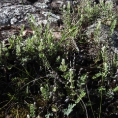 Cheilanthes distans at Wanniassa Hill - 7 Feb 2016