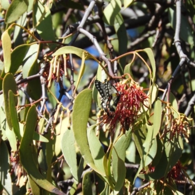 Delias aganippe (Spotted Jezebel) at Wanniassa Hill - 6 Feb 2016 by RyuCallaway