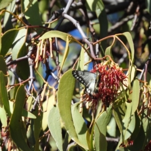 Delias aganippe at Fadden, ACT - 7 Feb 2016 09:50 AM