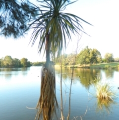 Cordyline sp. (Cordyline) at Greenway, ACT - 6 Feb 2016 by ArcherCallaway