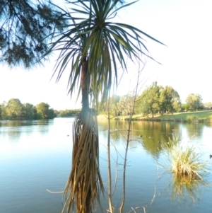 Cordyline sp. at Greenway, ACT - 6 Feb 2016 07:26 PM