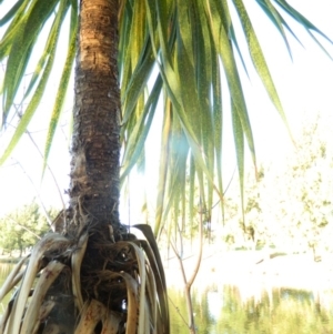 Cordyline sp. at Greenway, ACT - 6 Feb 2016 07:26 PM