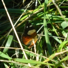 Vanessa itea (Yellow Admiral) at Fadden, ACT - 7 Feb 2016 by ArcherCallaway