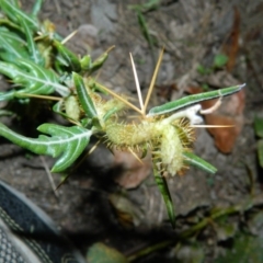 Xanthium spinosum (Bathurst Burr) at Monash, ACT - 6 Feb 2016 by ArcherCallaway