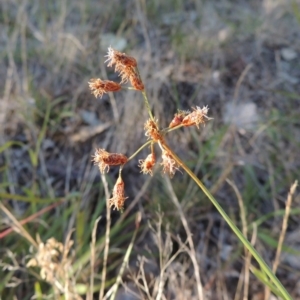 Fimbristylis dichotoma at Tennent, ACT - 7 Feb 2016