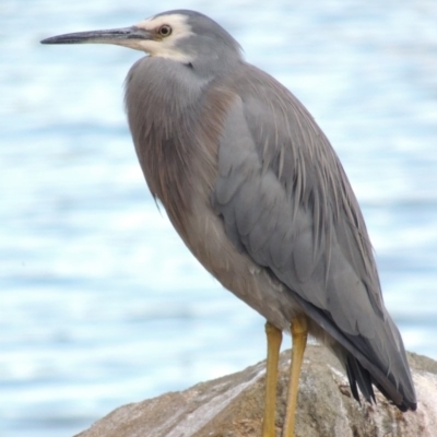 Egretta novaehollandiae (White-faced Heron) at Lake Tuggeranong - 22 Apr 2015 by michaelb