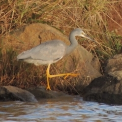 Egretta novaehollandiae (White-faced Heron) at Greenway, ACT - 22 Apr 2015 by michaelb